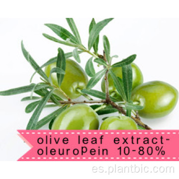 HPLC Extracto de hoja de olivo Oleuropeína 20% 98%